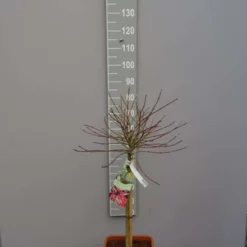 Acer Palmatum ‘Shaina’