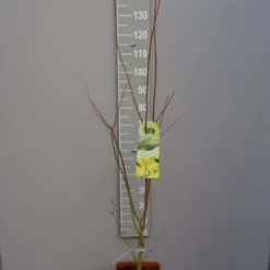 Acer Shirasawanum ‘Summergold’