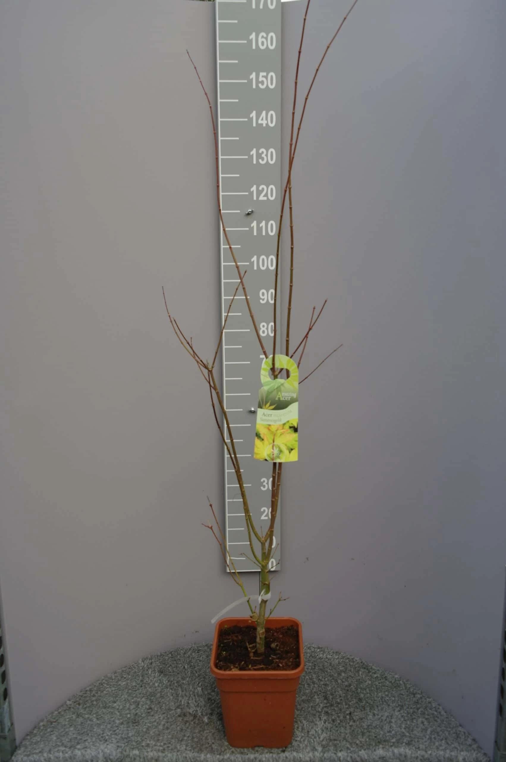 Acer Shirasawanum ‘Summergold’ 3 Acer Shirasawanum ‘Summergold’