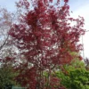 Acer Palmatum ‘Shishigashira’ 1 Acer Palmatum ‘Shishigashira’ -Huisdecoratie Winkel acer shishigashira scaled 1