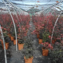 Acer Palmatum Skeeters Broom