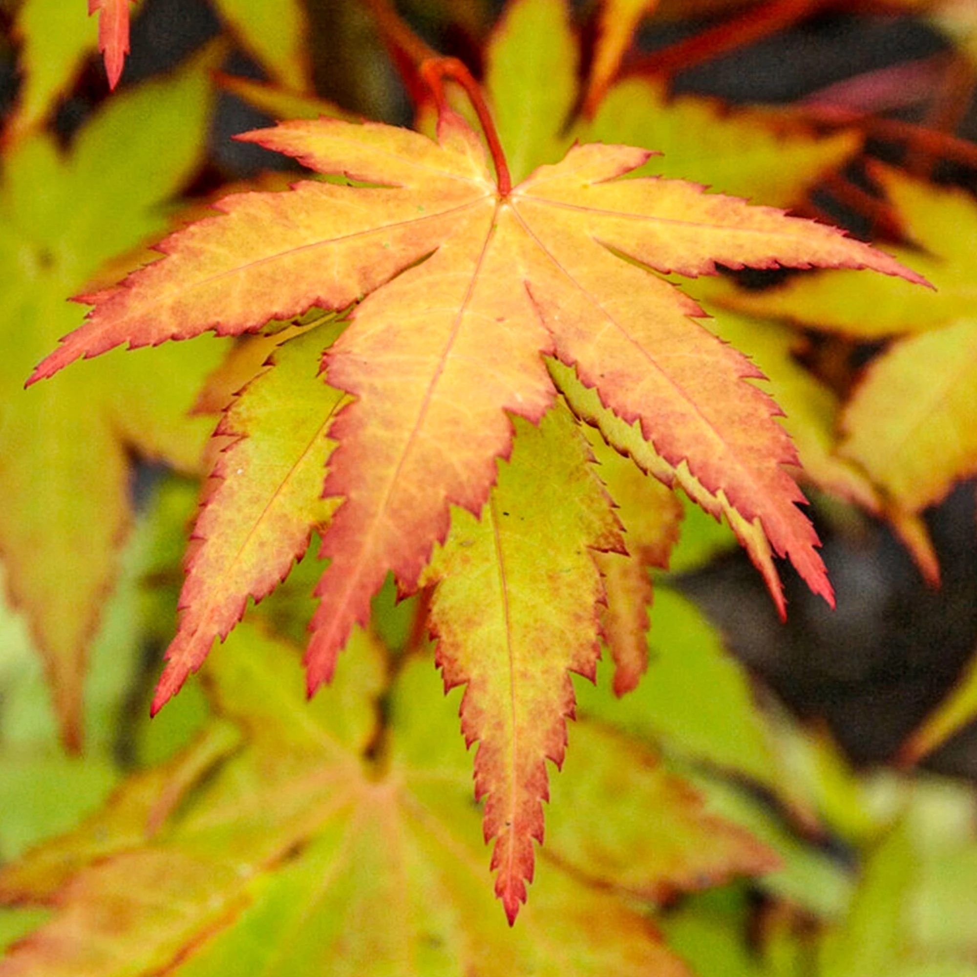 Acer Shirasawanum ‘Summergold’ 4 Acer Shirasawanum ‘Summergold’ - Afbeelding 2