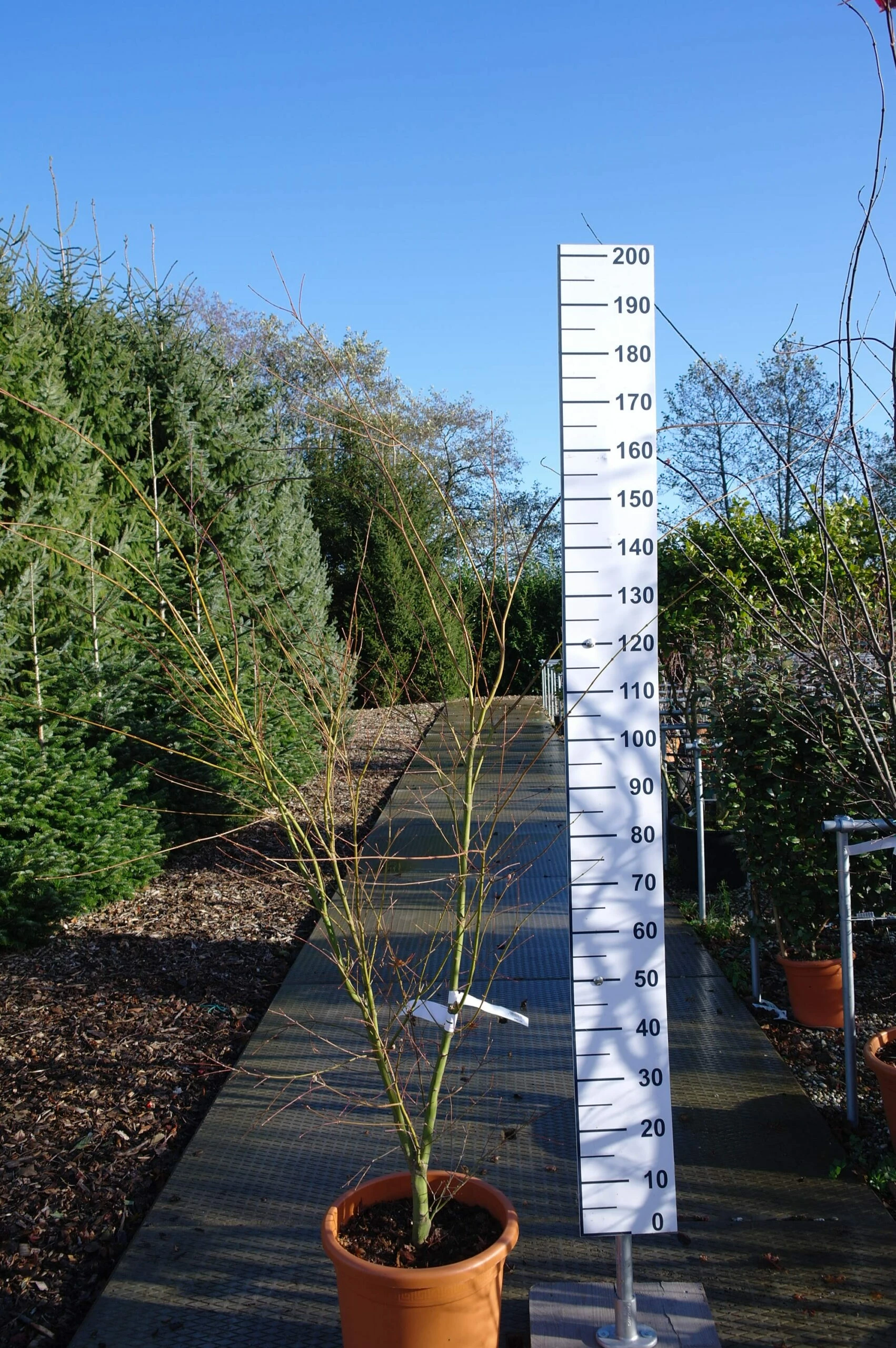 Natuurlijke Schoonheid in Jouw Tuin: Ontdek de Perfecte Planten voor Elk Seizoen -Huisdecoratie Winkel acer taylor E 199.00 150 175 scaled 1