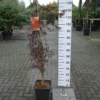Acer Palmatum ‘Firecracker’ -Huisdecoratie Winkel acerfirecracker79.00 scaled 4
