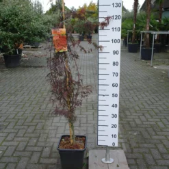 Acer Palmatum ‘Firecracker’