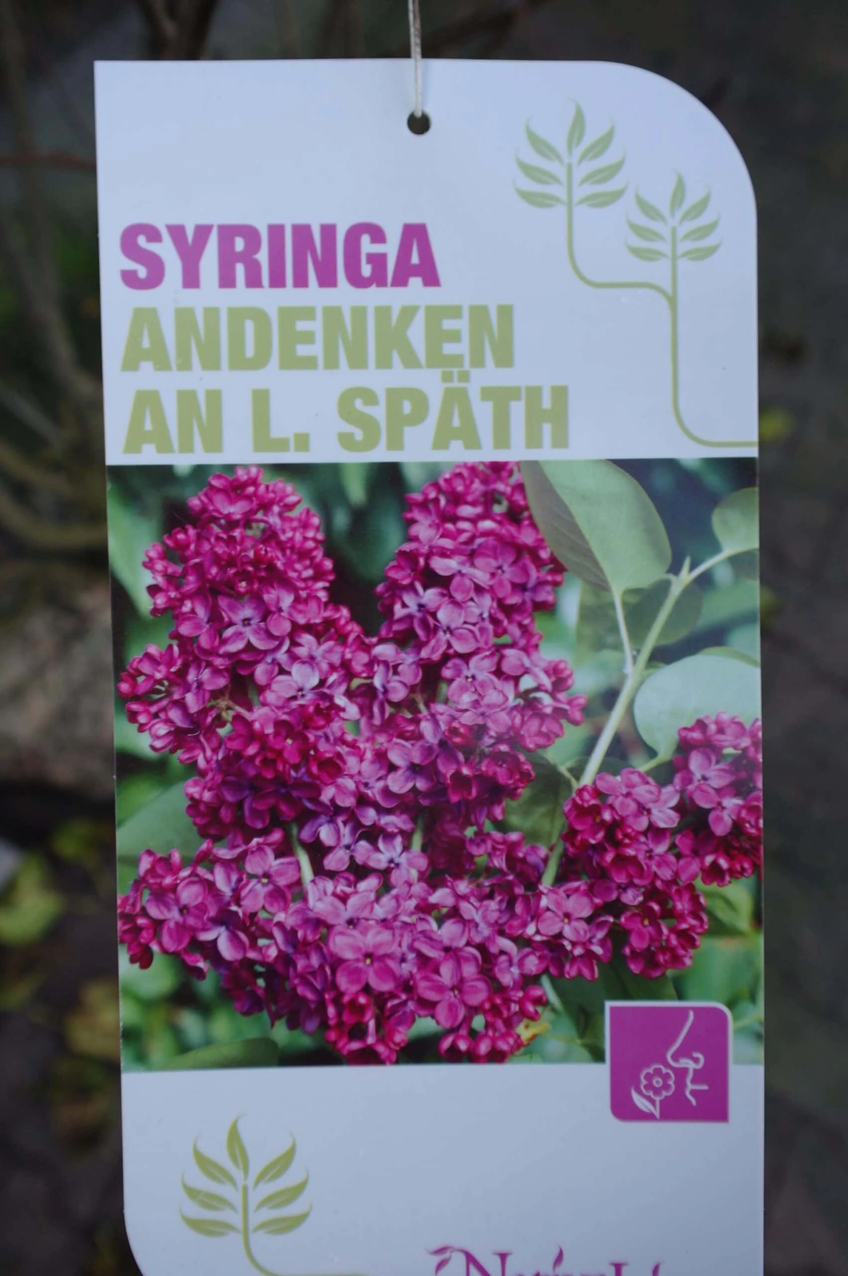 Sering Vulgaris ‘Andenken An Ludwig Spath’ 4 Sering Vulgaris ‘Andenken An Ludwig Spath’ - Afbeelding 2