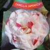 Camellia Japonica ‘Angela Cocchie’ – Wit-rood -Huisdecoratie Winkel angela cocchi rotated 1