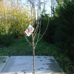 Malus Goudreinet ‘Schone Van Boskoop’ -Huisdecoratie Winkel appel halfstam scaled 1 2