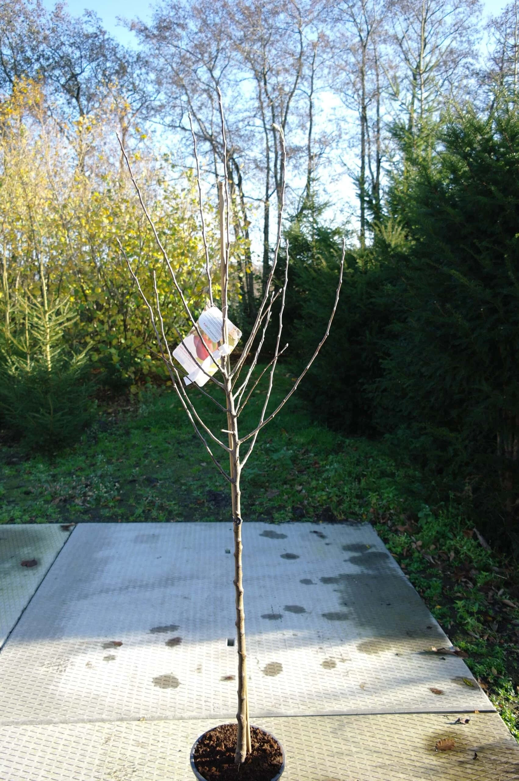 Malus Domestica ‘Granny Smith’ 4 Malus Domestica ‘Granny Smith’ - Afbeelding 3