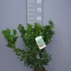 Arbutus Unedo ‘Atlantic’ 1 Arbutus Unedo ‘Atlantic’ -Huisdecoratie Winkel arbutus unedo atlantic scaled 2