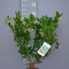 Arbutus Unedo ‘Compacta’ -Huisdecoratie Winkel arbutus unedo compacta scaled 1