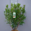 Arbutus Unedo