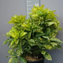 Aucuba Japonica ‘Variegata’