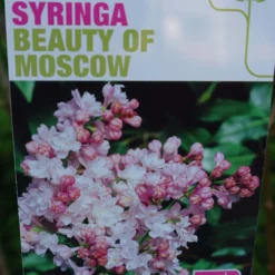 Syringa Vulgaris Hybride ‘Beauty Of Moskou’ -Huisdecoratie Winkel beauty of moscow scaled 1