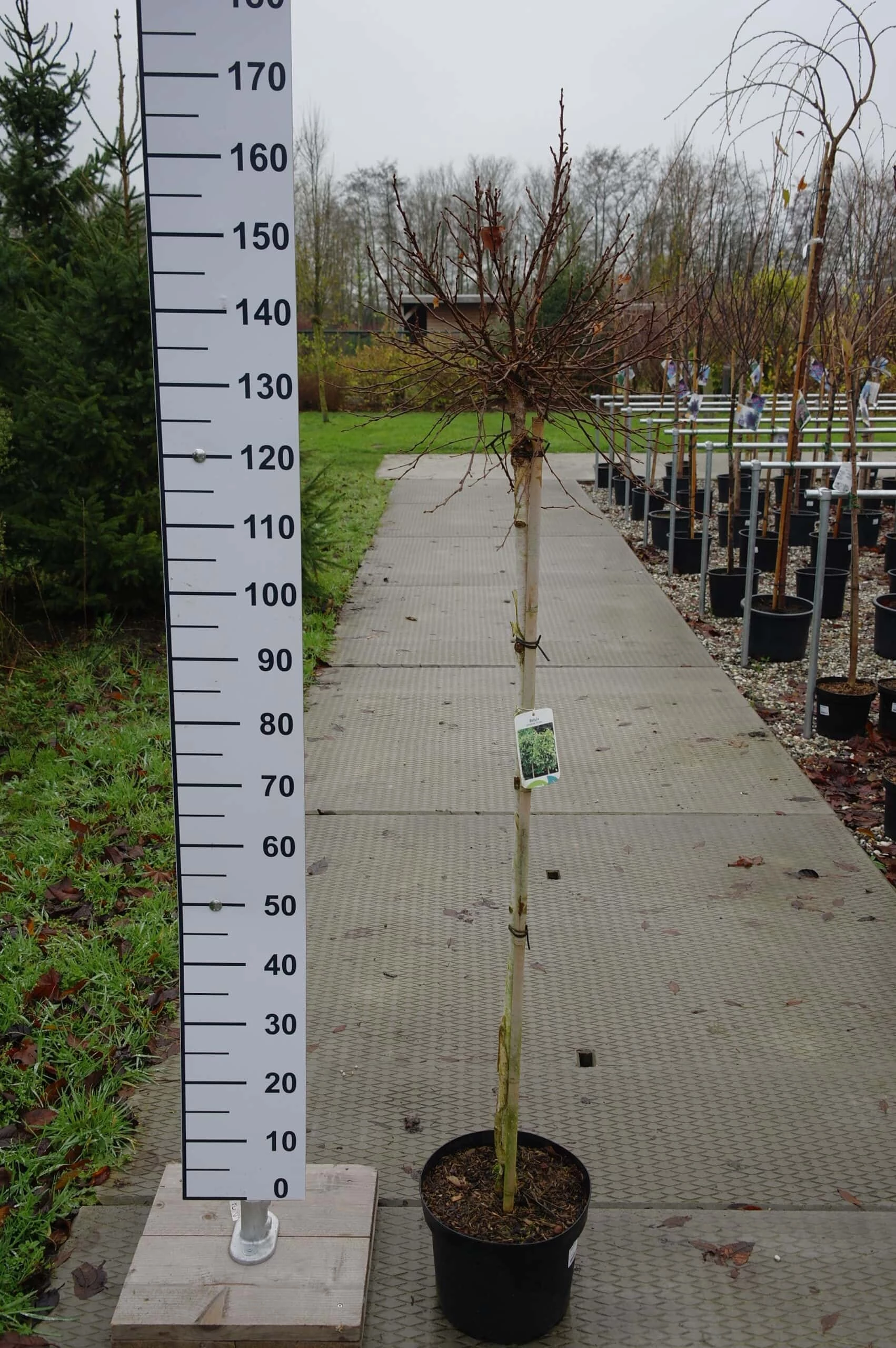 Betula Pendula ‘Globe’ 3 Betula Pendula ‘Globe’