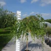 Betula Pendula ‘Youngii’ 1 Betula Pendula ‘Youngii’ -Huisdecoratie Winkel betula youngii scaled 1