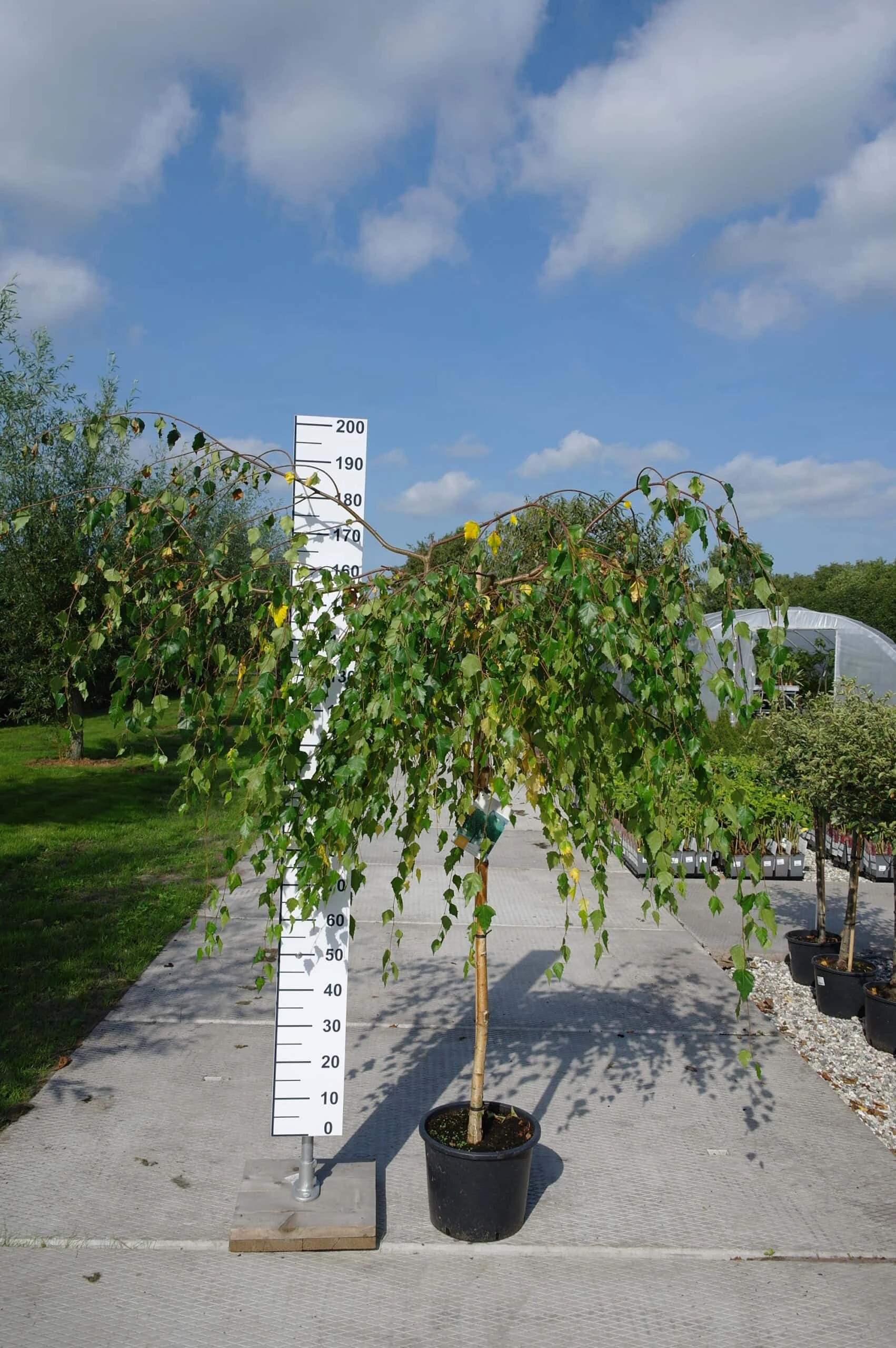 Betula Pendula ‘Youngii’ 3 Betula Pendula ‘Youngii’
