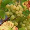 Vitis ‘Bianca’ – Witte Druif -Huisdecoratie Winkel bianca 1