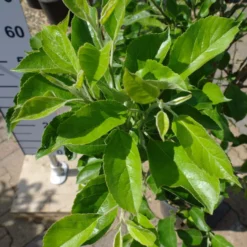 Malus Nano Dwergappel Groot -Huisdecoratie Winkel bladfoto malus nano scaled 1