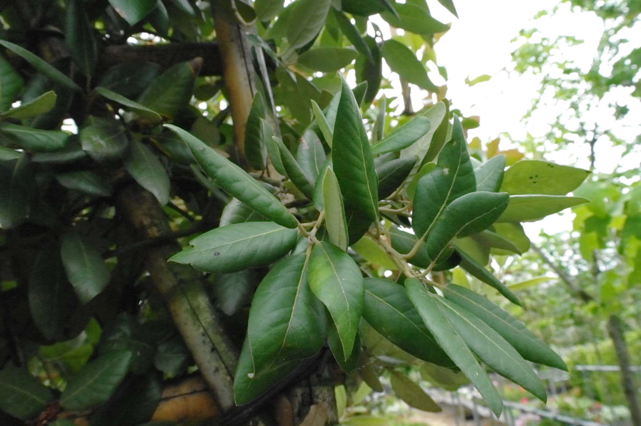 Quercus Ilex Leiboom Stamhoogte 150 Cm Omtrek 10-12 Cm 4 Quercus Ilex Leiboom Stamhoogte 150 Cm Omtrek 10-12 Cm - Afbeelding 2