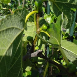 Ficus Carica 8 Ficus Carica -Huisdecoratie Winkel bladfoto vijg scaled 1