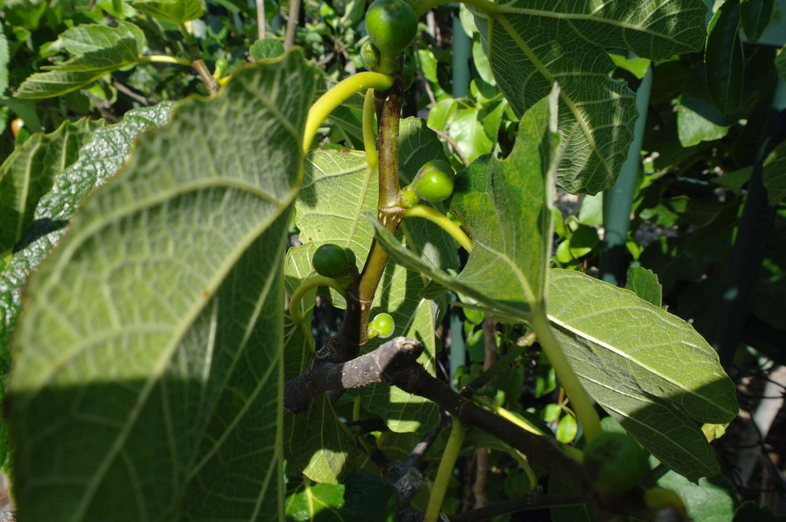 Ficus Carica 5 Ficus Carica - Afbeelding 3