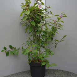 Callicarpa Bod. Profusion