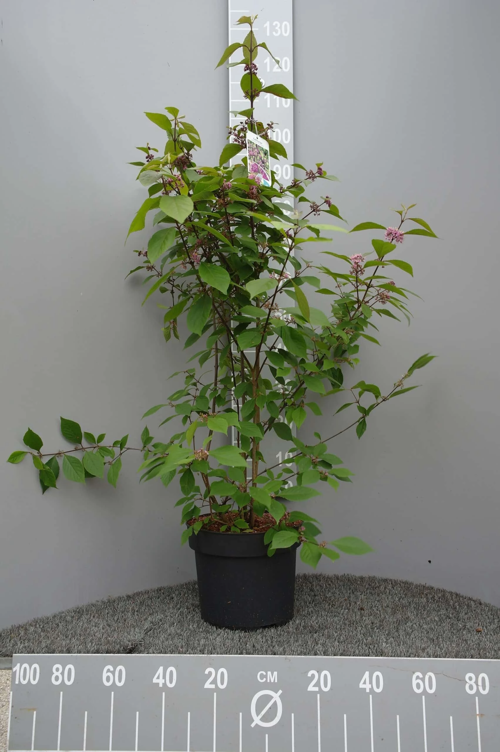 Callicarpa Bod. Profusion 3 Callicarpa Bod. Profusion