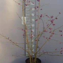 Callicarpa Bod. Profusion 11 Callicarpa Bod. Profusion -Huisdecoratie Winkel callicarpa bodinieri profusion 2799 scaled 1