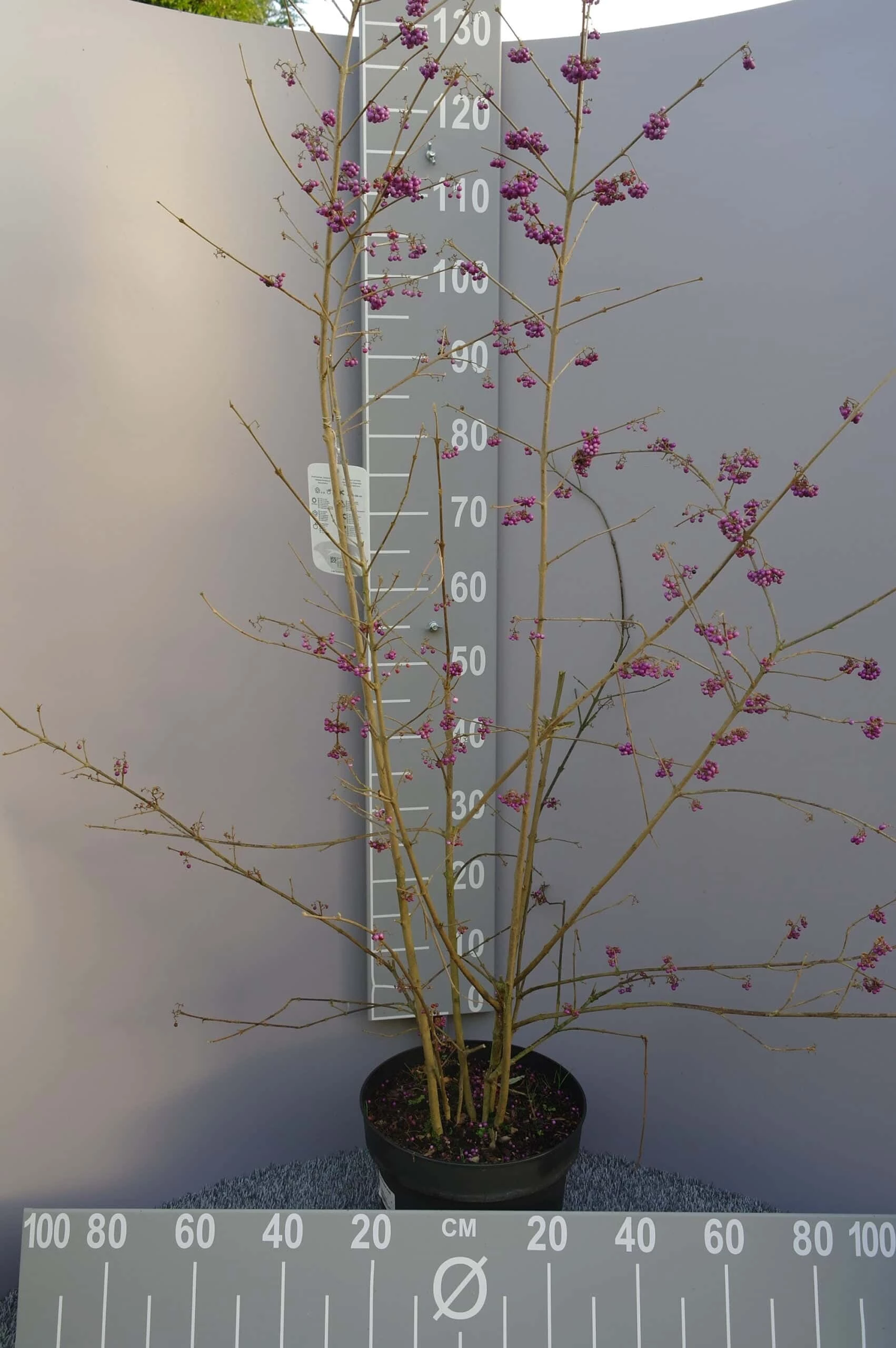 Callicarpa Bod. Profusion 7 Callicarpa Bod. Profusion - Afbeelding 5