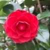 Camellia Japonica Black Lace – Rood -Huisdecoratie Winkel cam black lace 1