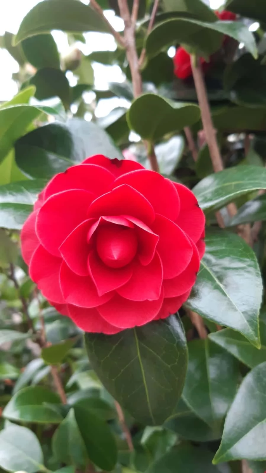 Camellia Japonica Black Lace – Rood 3 Camellia Japonica Black Lace – Rood