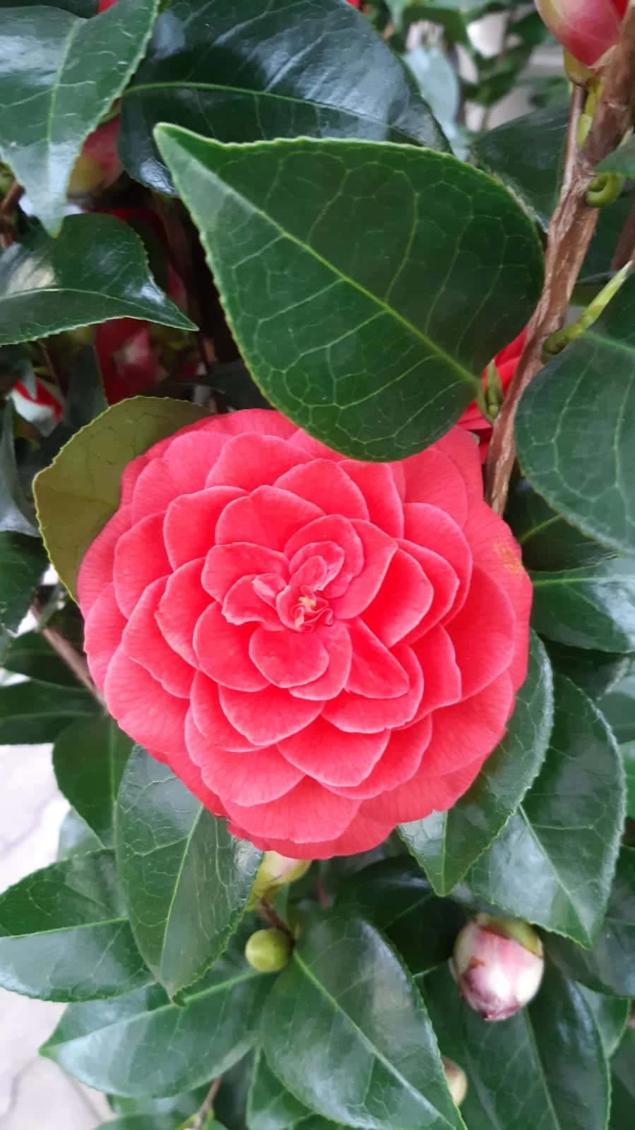 Camellia Japonica Black Lace – Rood 8 Camellia Japonica Black Lace – Rood - Afbeelding 6