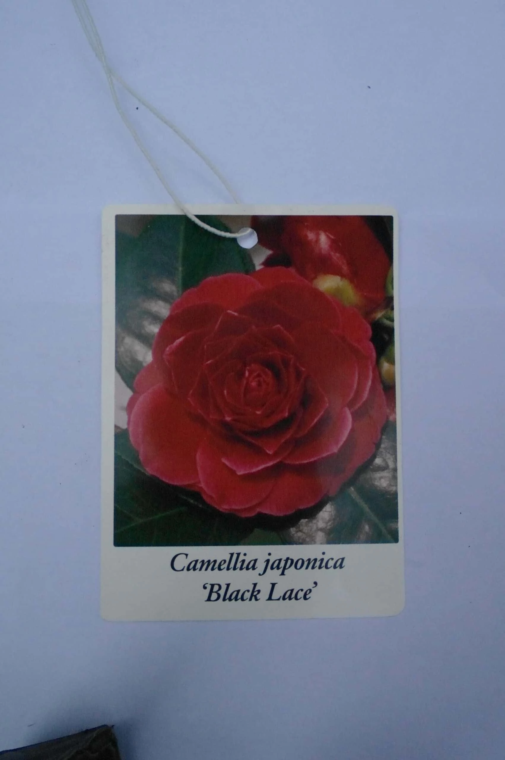 Camellia Japonica Black Lace – Rood 7 Camellia Japonica Black Lace – Rood - Afbeelding 5