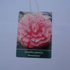 Camellia Japonica ‘Bonomiana’ – Roze 11 Camellia Japonica ‘Bonomiana’ – Roze -Huisdecoratie Winkel cam bonomiana scaled 1