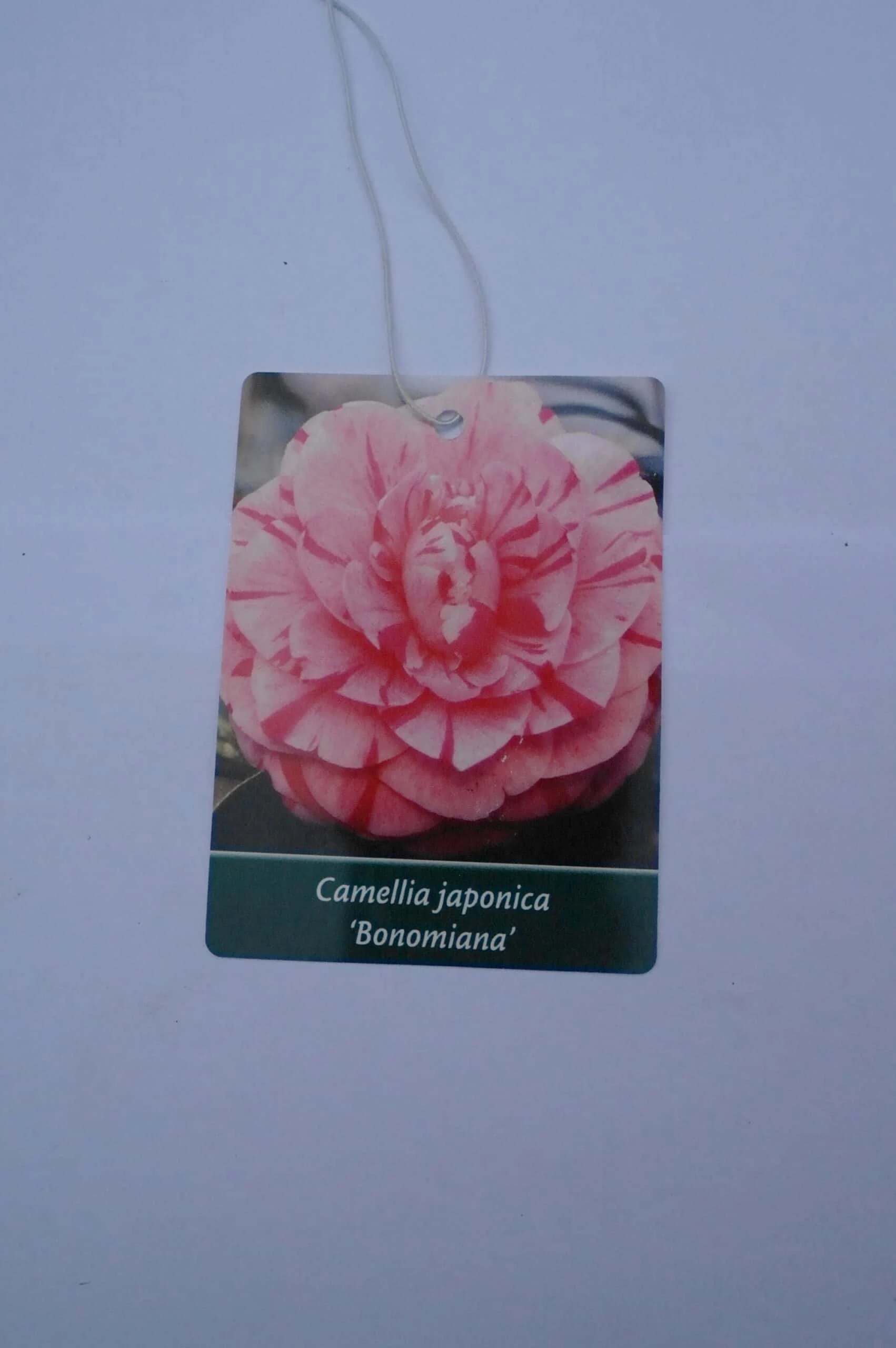 Camellia Japonica ‘Bonomiana’ – Roze 7 Camellia Japonica ‘Bonomiana’ – Roze - Afbeelding 5