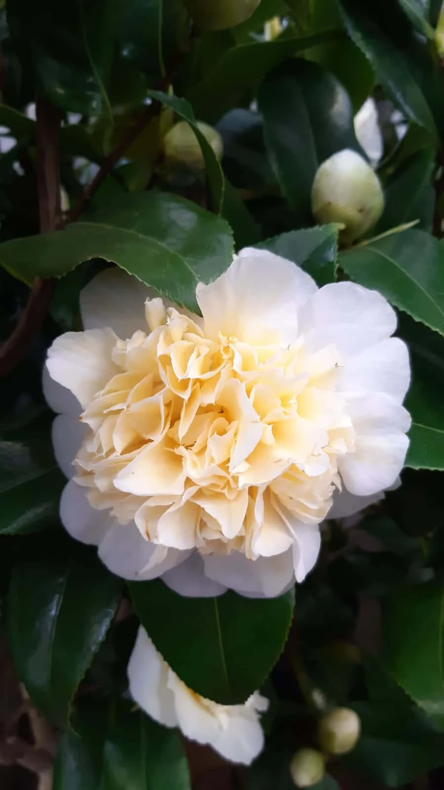 Camellia Japonica ‘Brushfield’s Yellow’ – Geel-wit 6 Camellia Japonica ‘Brushfield’s Yellow’ – Geel-wit - Afbeelding 4