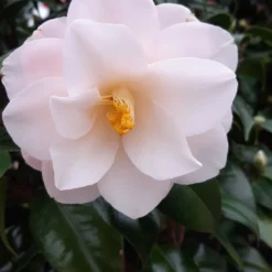 Camellia Japonica ‘Hagoromo’ – Ivoor -Huisdecoratie Winkel cam hagoroma