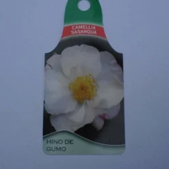 Camellia Sasanqua Hino De Gumo 8 Camellia Sasanqua Hino De Gumo -Huisdecoratie Winkel cam hino de gumo scaled 1