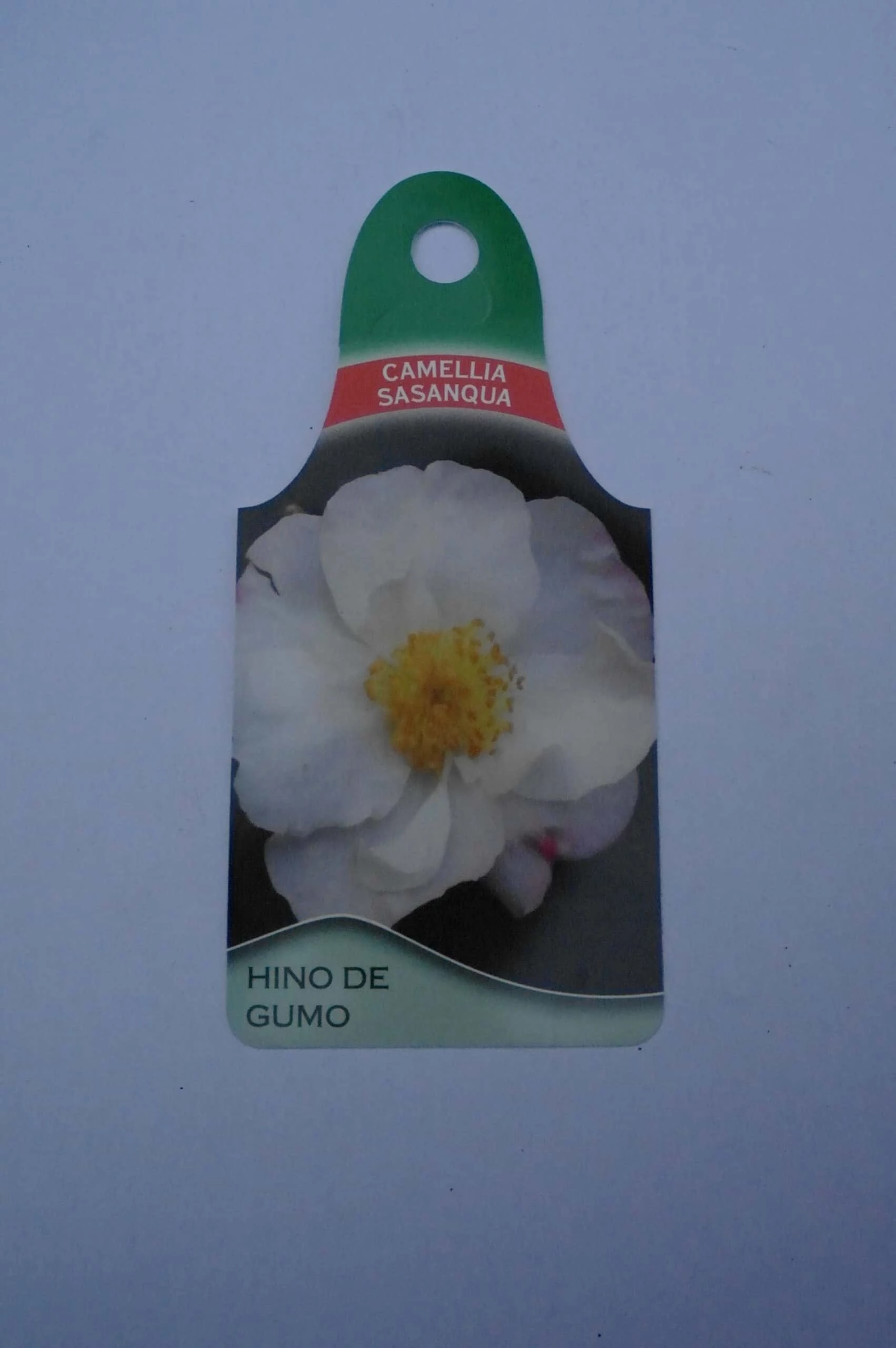 Camellia Sasanqua Hino De Gumo 5 Camellia Sasanqua Hino De Gumo - Afbeelding 3