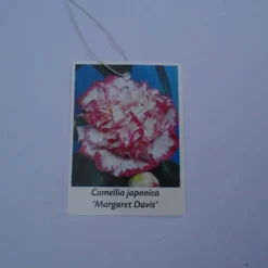 Camellia Japonica ‘Margareth Davis’ – Wit-roze 9 Camellia Japonica ‘Margareth Davis’ – Wit-roze -Huisdecoratie Winkel cam margaret davis scaled 1