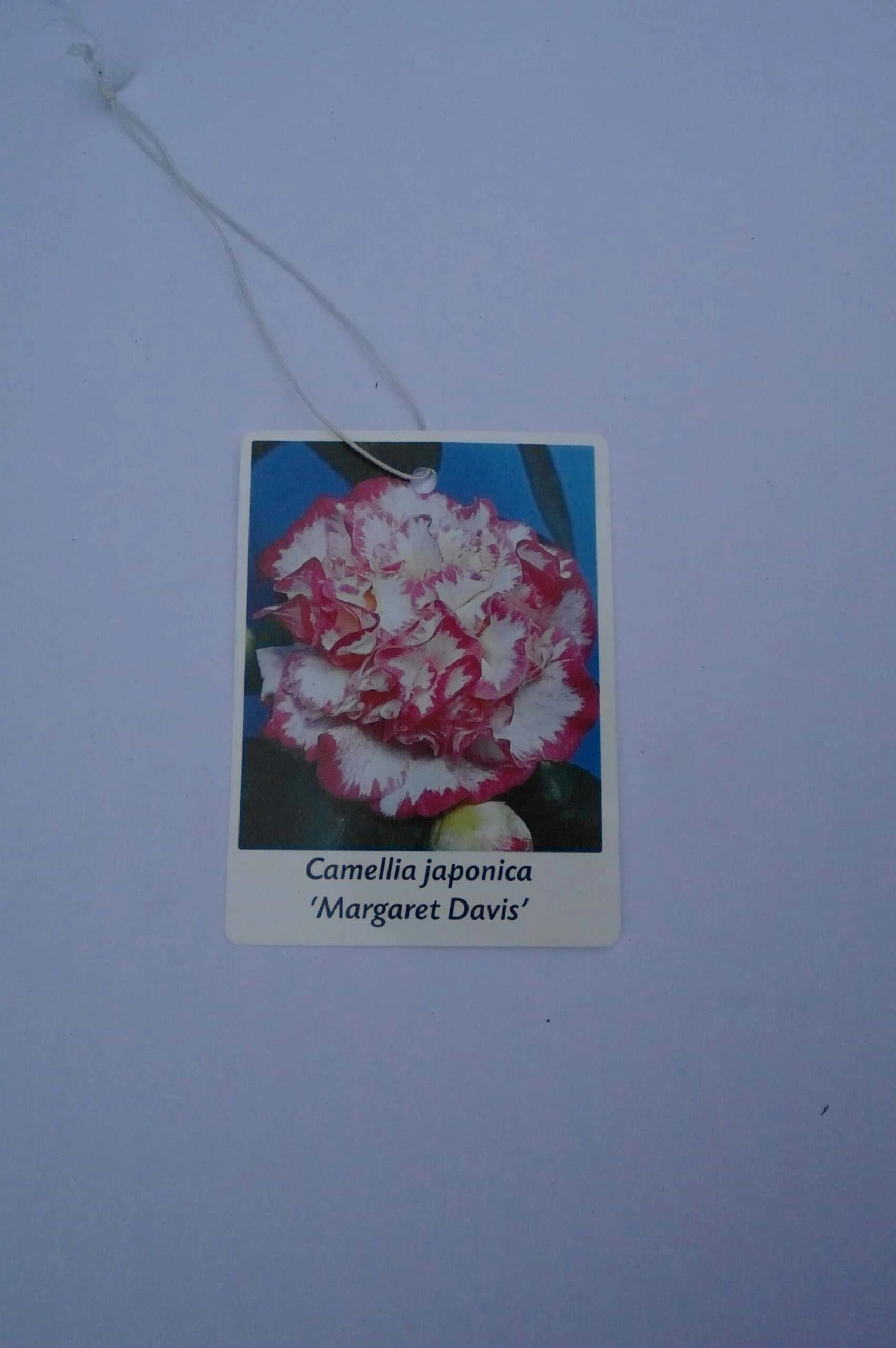 Camellia Japonica ‘General Coletti’ – Rood-wit 6 Camellia Japonica ‘General Coletti’ – Rood-wit - Afbeelding 4