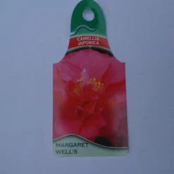 Camellia Japonica ‘Margaret Wells’ -Huisdecoratie Winkel cam margaret wells scaled 1