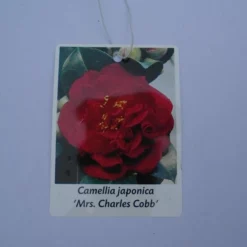 Camellia Japonica ‘Mrs Charles Cobb’ – Rood -Huisdecoratie Winkel cam mrs charles cobb scaled 1