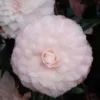 Camellia Japonica ‘Nuccio’s Pearl’ – Roze -Huisdecoratie Winkel cam nuccios gem 1