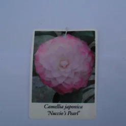 Camellia Japonica ‘Nuccio’s Pearl’ – Roze 11 Camellia Japonica ‘Nuccio’s Pearl’ – Roze -Huisdecoratie Winkel cam nuccios pearl scaled 1