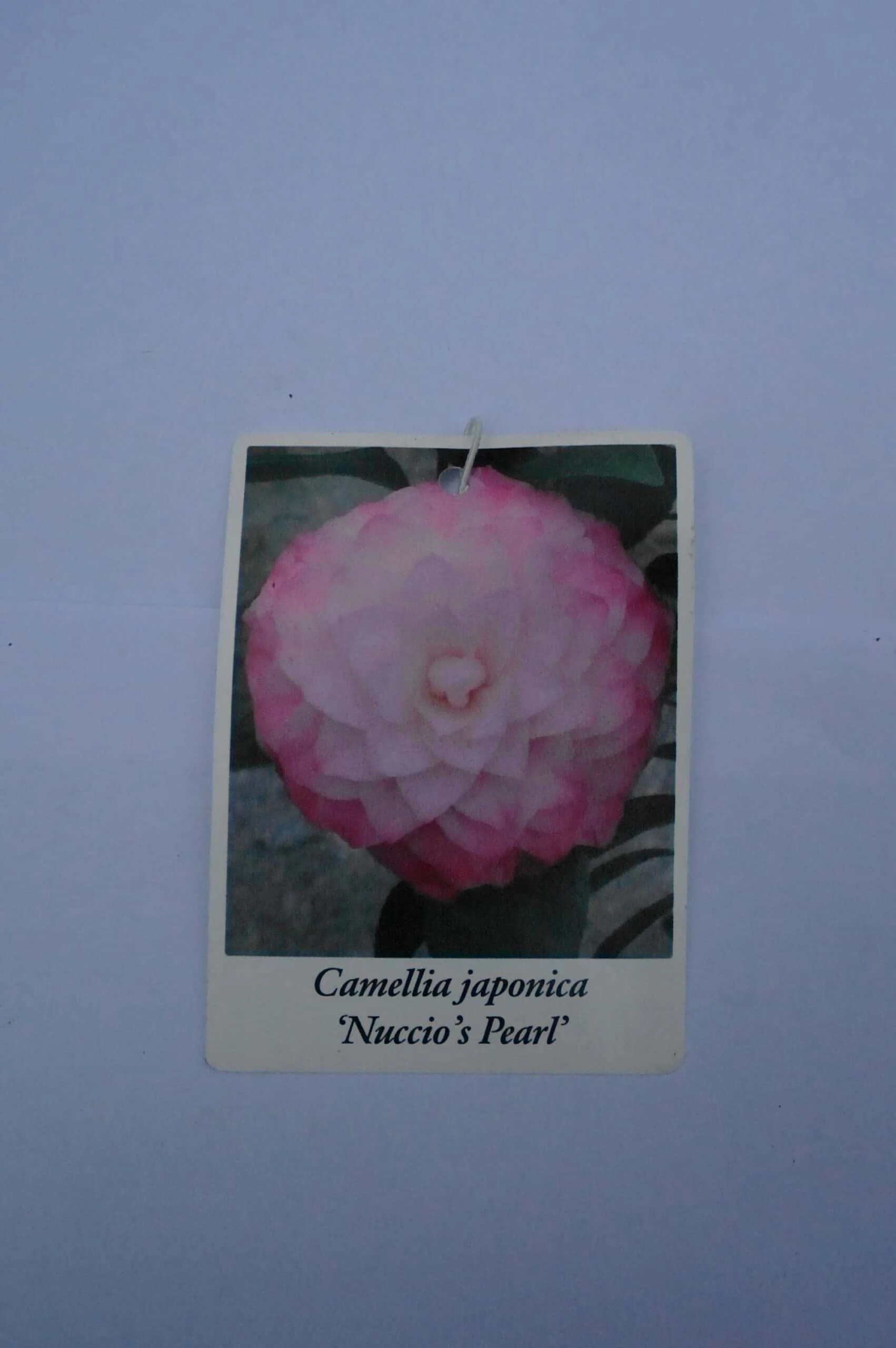 Camellia Japonica ‘Nuccio’s Pearl’ – Roze 7 Camellia Japonica ‘Nuccio’s Pearl’ – Roze - Afbeelding 5