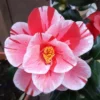 Camellia Japonica ‘Oki-no-nami’ – Roze -Huisdecoratie Winkel cam oki no nami 1
