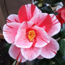 Camellia Japonica ‘Oki-no-nami’ – Roze