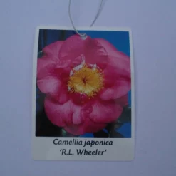 Camellia Japonica ‘RL Wheeler’ -Huisdecoratie Winkel cam rl wheeler scaled 1